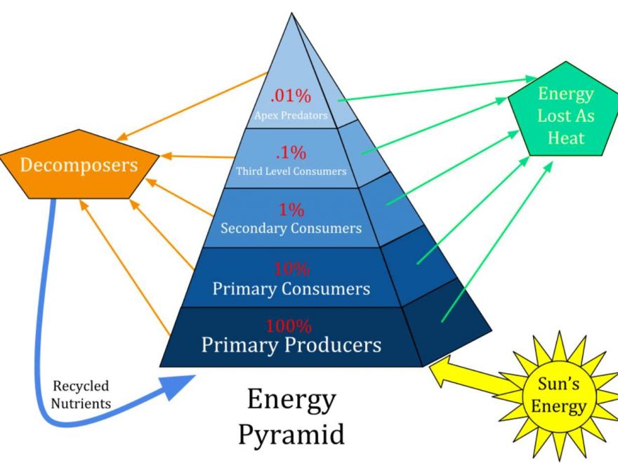 Pirâmide de energia