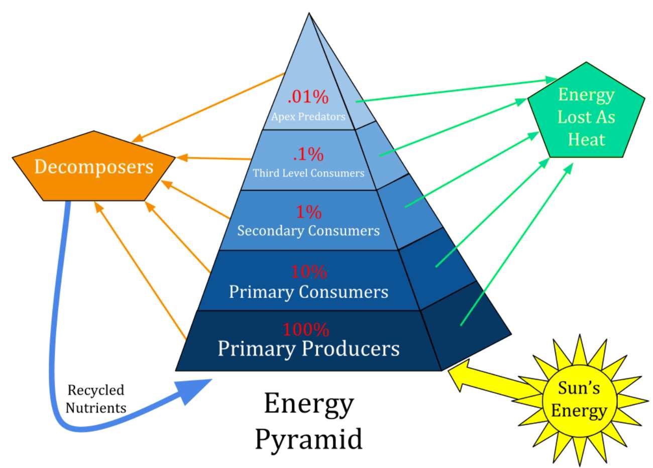 Pirâmide de energia