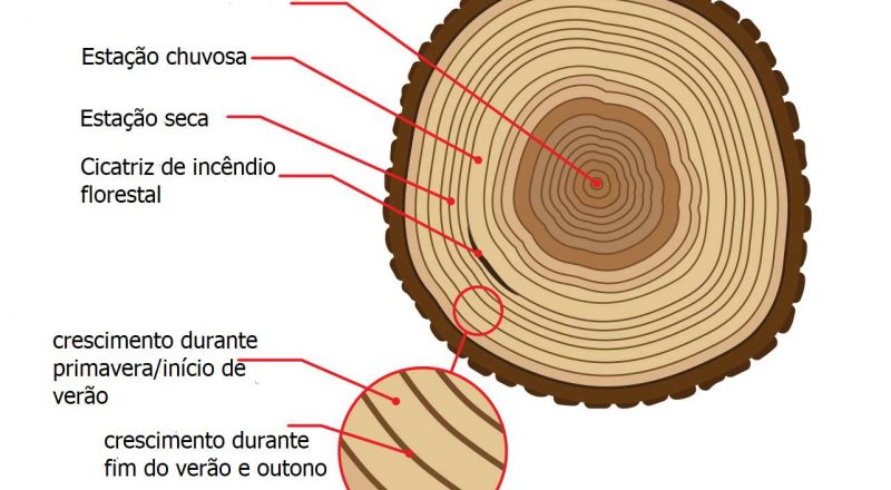 Anéis de árvores fornecem uma visão do clima passado da Terra