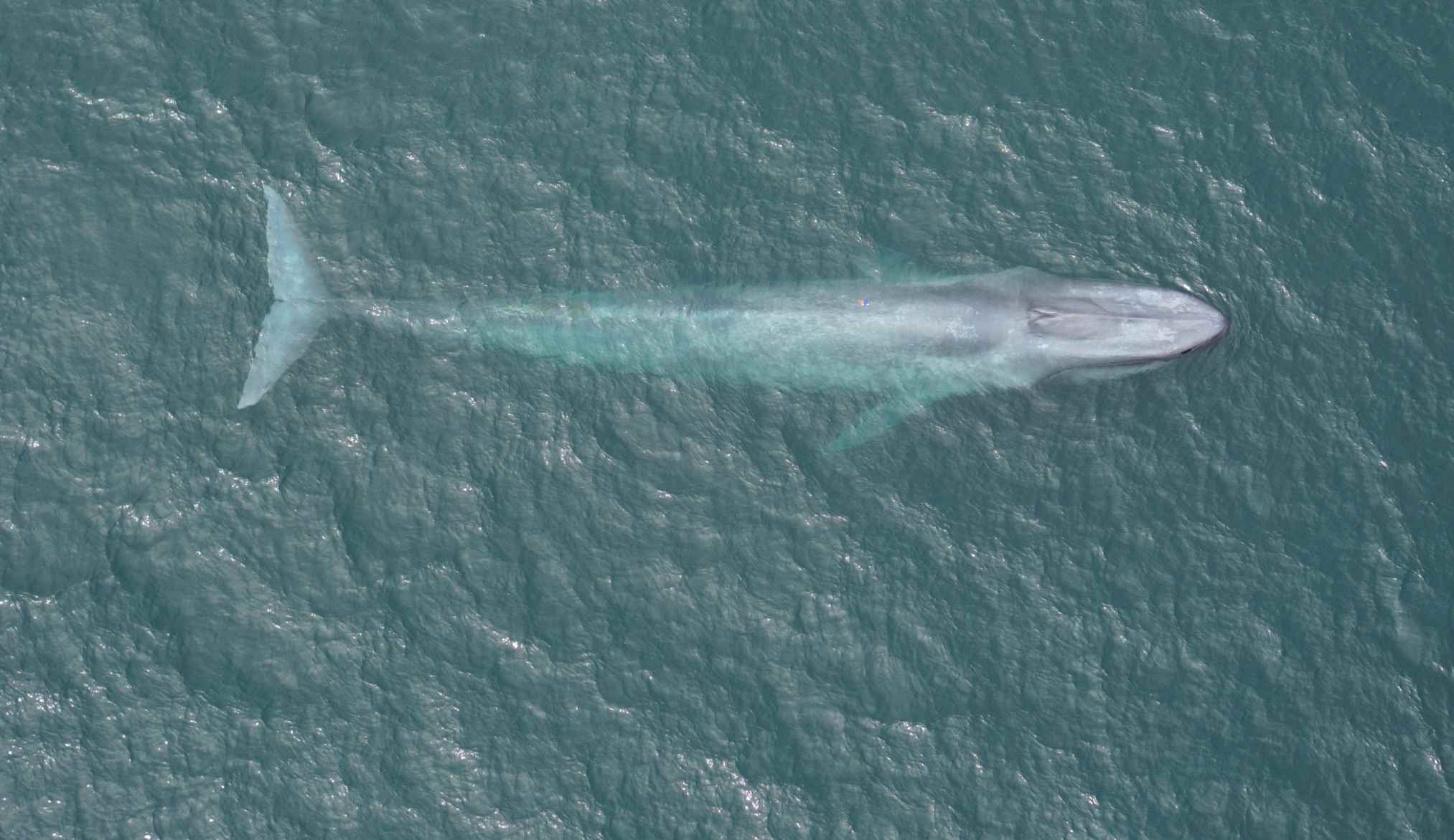 Os maiores animais do mundo