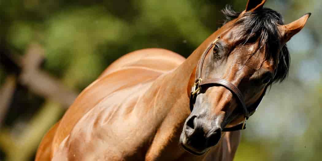 American Quarter Horse