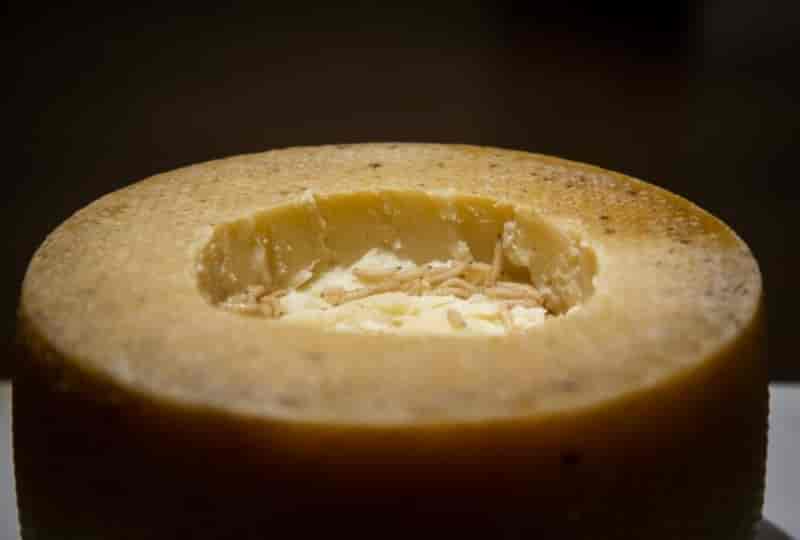 Casu Marzu