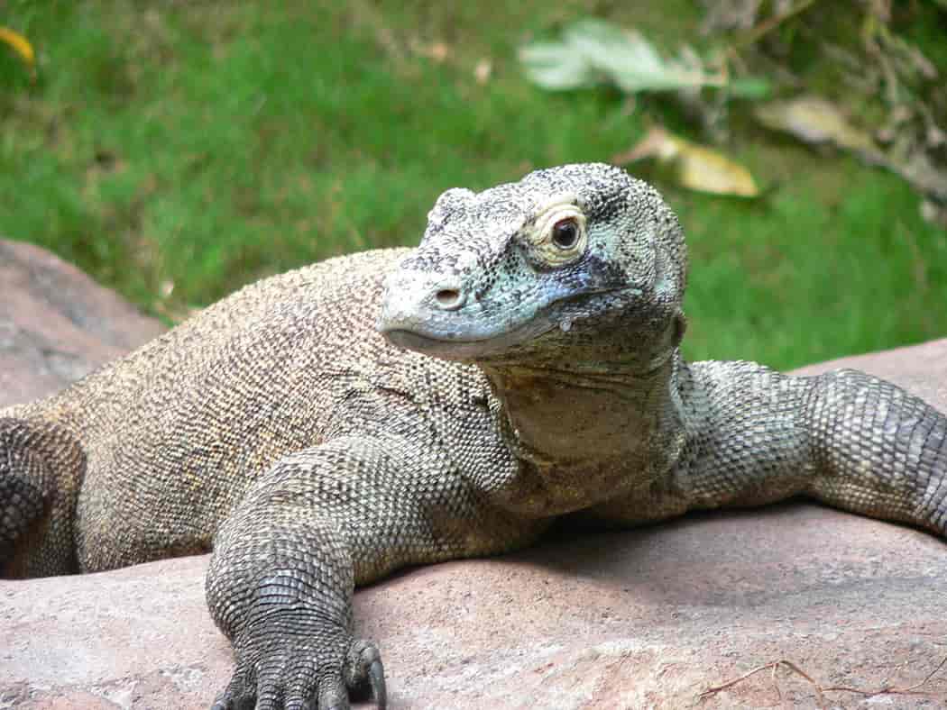 Dragão de Komodo