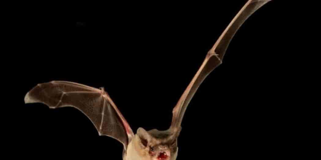 Morcego mexicano de cauda livre