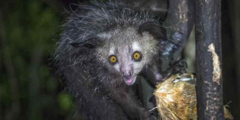 Veja os 5 animais mais feios ameaçados de extinção