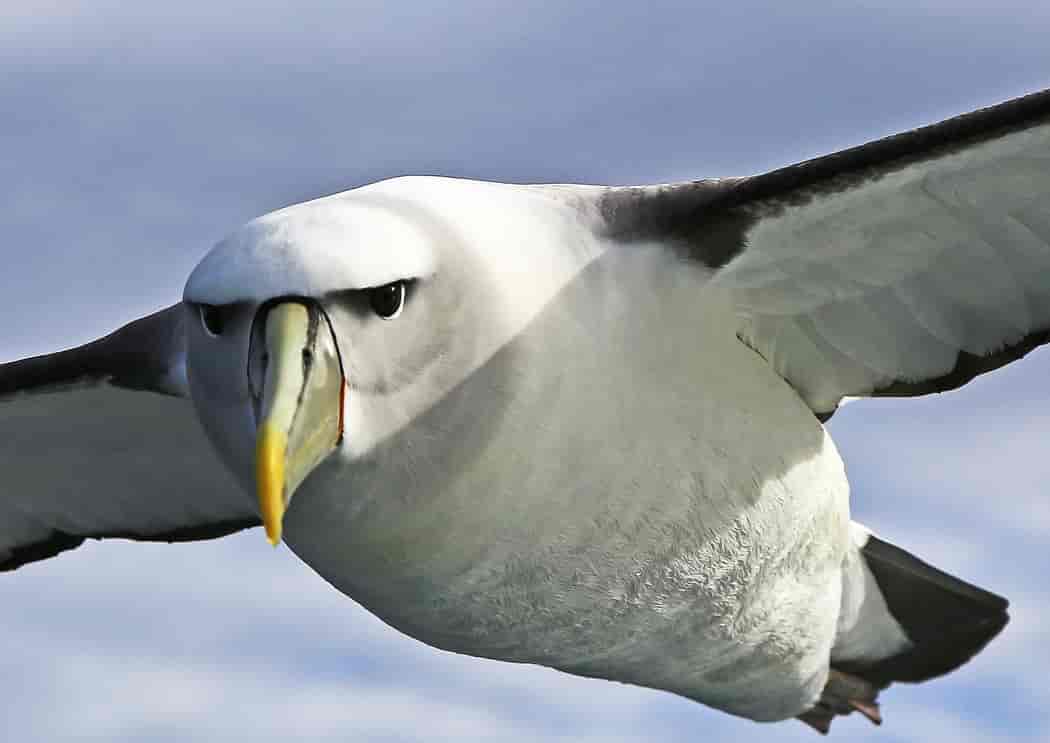 Albatroz