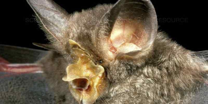Morcego de Ferradura Mourisco