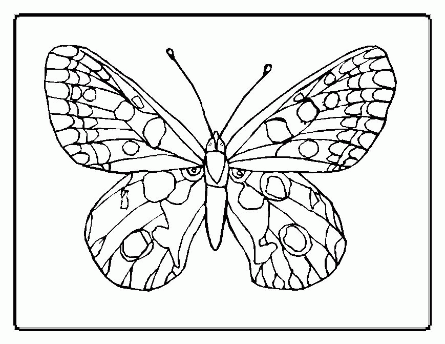 borboleta fofa 19
