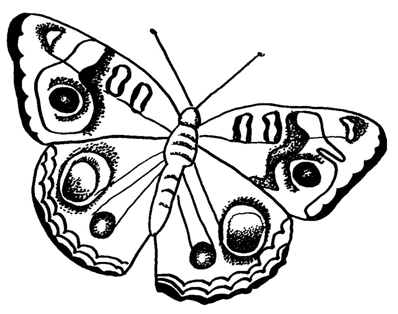borboleta fofa 23