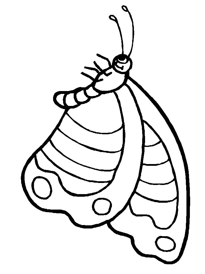 borboleta fofa 25