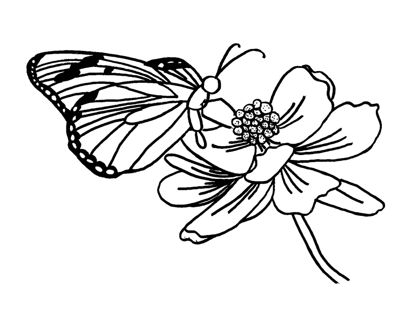 borboleta fofa 31