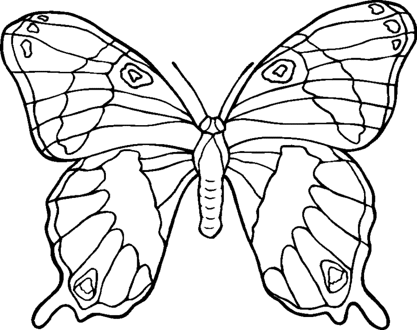 borboleta fofa 32